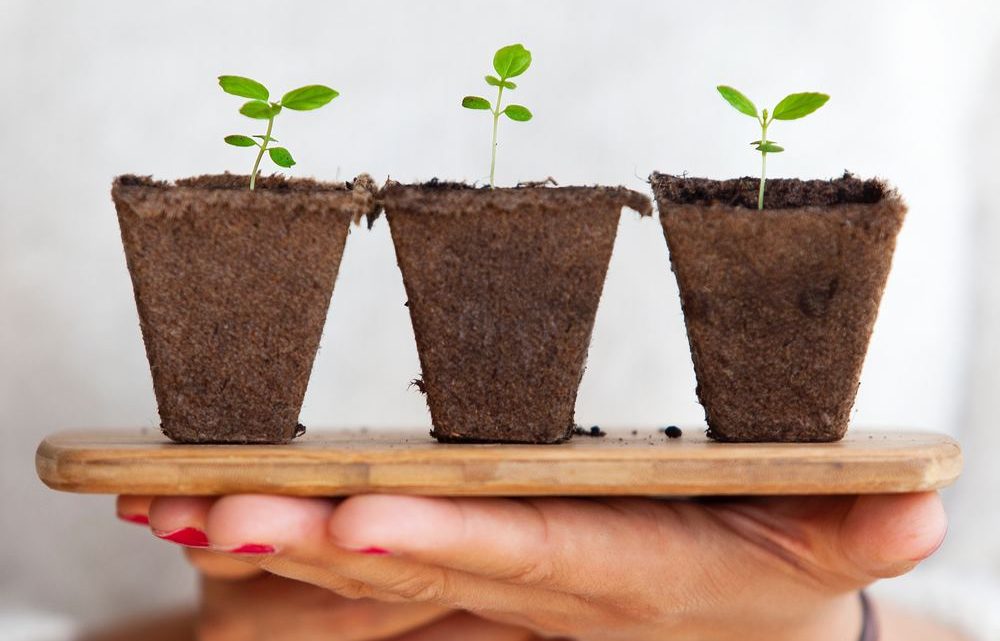 Sådan får du dine planter sikkert igennem ferien Sådan får du dine planter sikkert igennem ferien